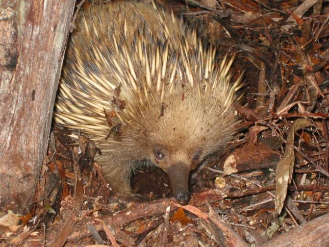 <i>Echidna</i>