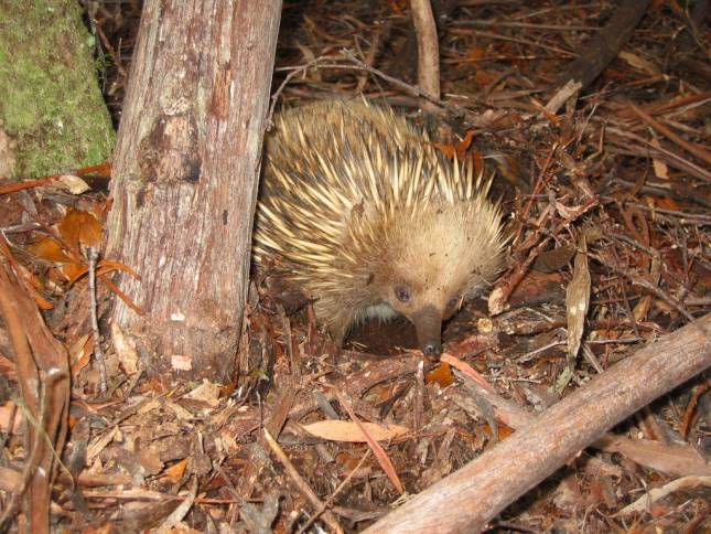 <i>Echidna</i>