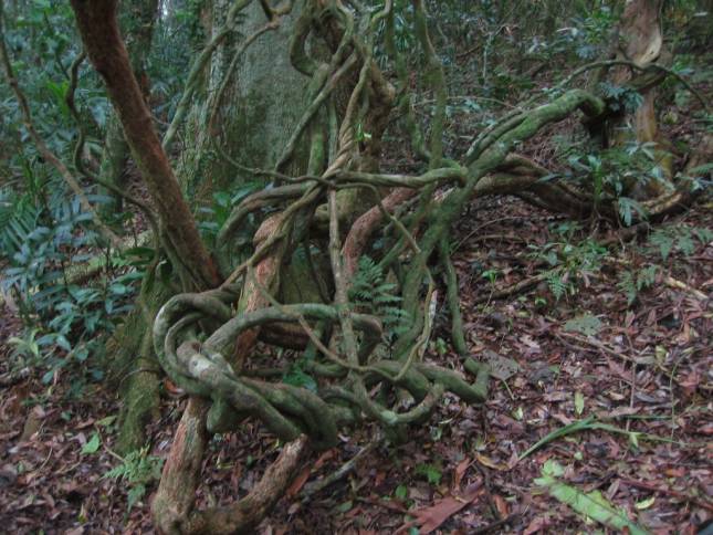 <i><b>Dorrigo National Park</b></i>