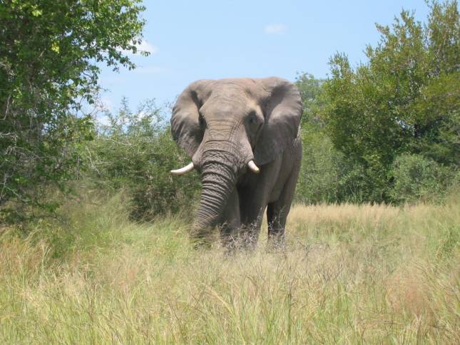 <i>Der erste wilde Elefant</i>