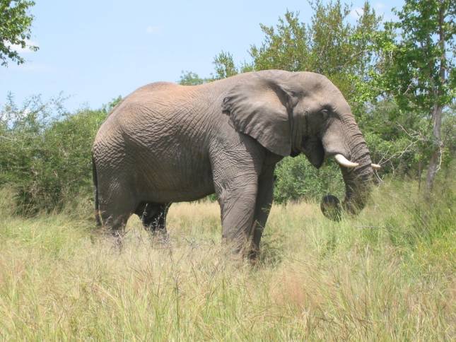 <i>Der erste wilde Elefant</i>