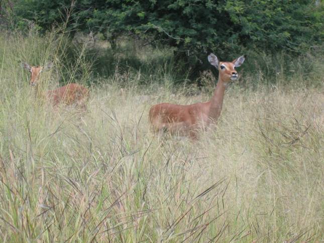 <i>Impalas</i>