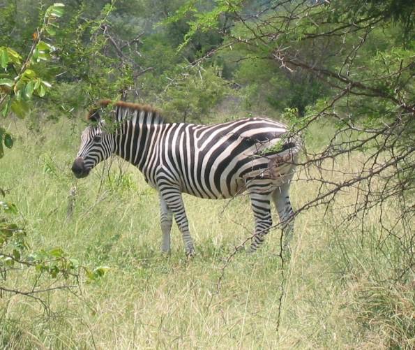 <i>Zebra</i>