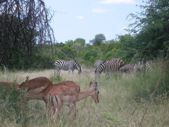 <i>Zebras und Impalas</i>