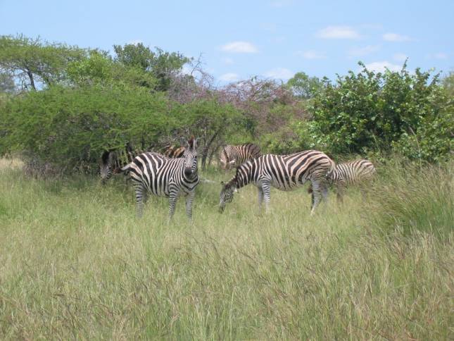 <i>Zebras</i>