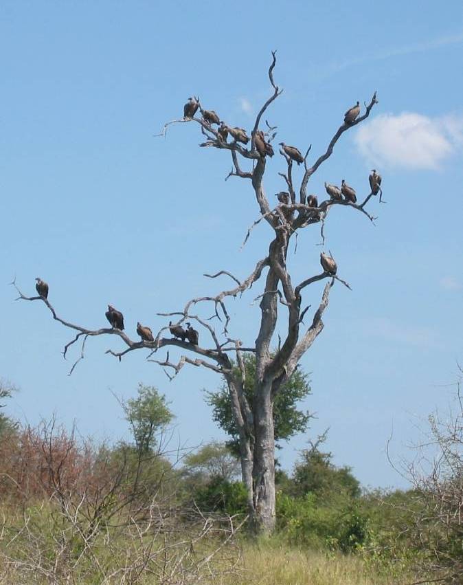 <i>Geier auf dem Baum</i>