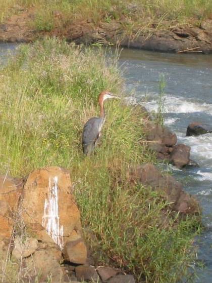 <i>Kormoran am Sabie Fluss</i>