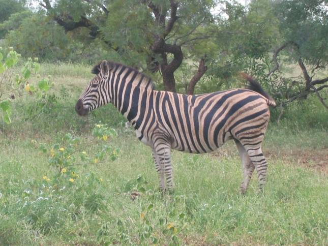 <i>Zebra</i>