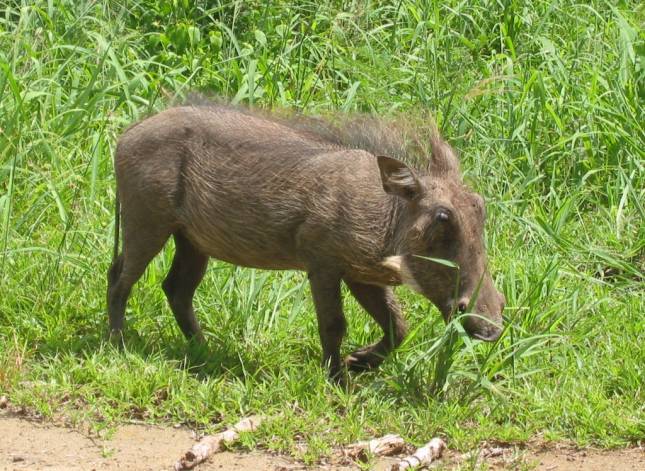 <i>Warzenschwein</i>