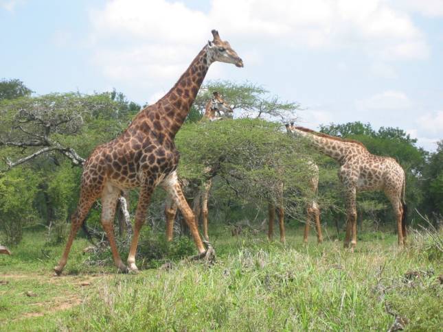 <i>Giraffen beim Mittagessen</i>