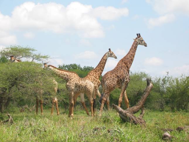 <i>Giraffen beim Mittagessen</i>