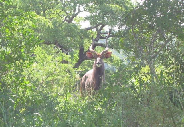 <i>Kudu (Antilopenart)</i>