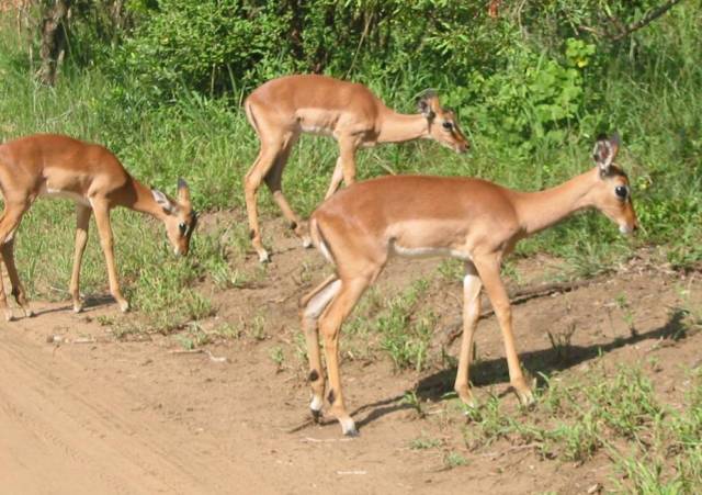 <i>Impalas</i>