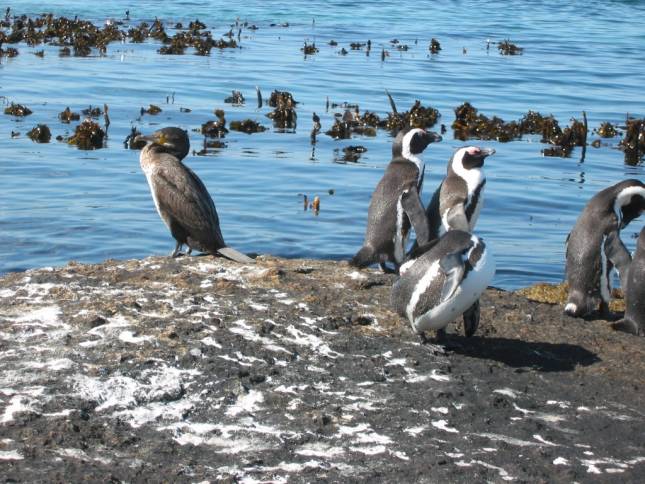 <b>Pinguine am Boulder Beach</b>