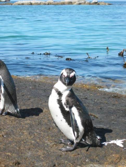 <b>Pinguine am Boulder Beach</b>