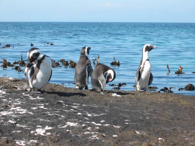 <b>Pinguine am Boulder Beach</b>