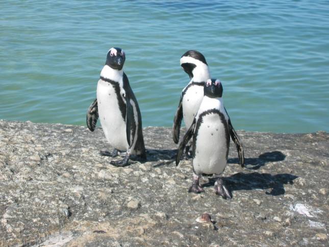 <b>Pinguine am Boulder Beach</b>