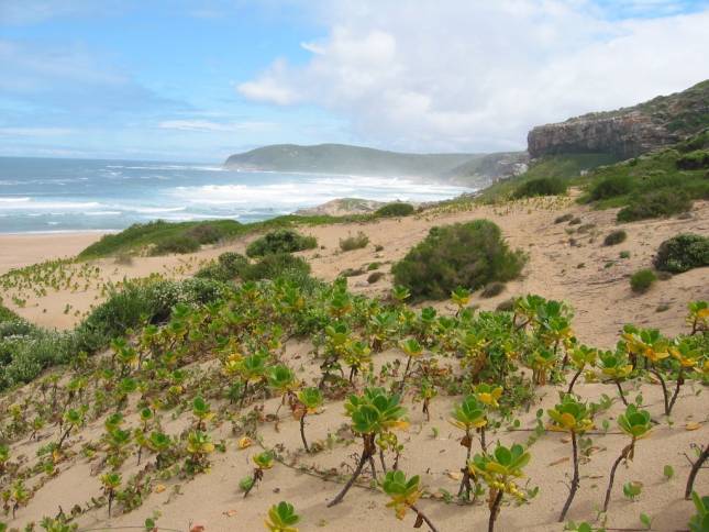 <b>Robberg Nature Reserve bei Plettenberg</b>