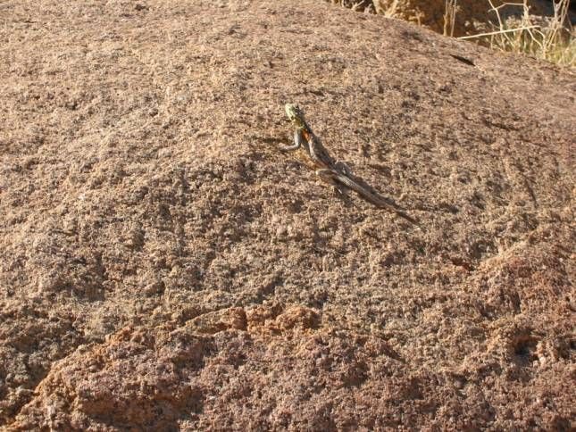 <b>Walk zur White Lady-Brandberg</b>