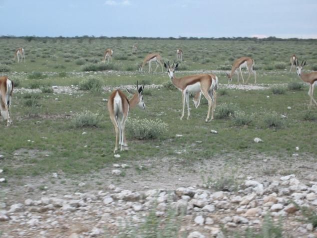 <b>Springbcke im Etosha Nat. Park</b>