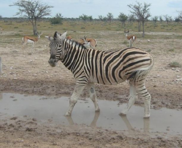 <b>Zebra</b>