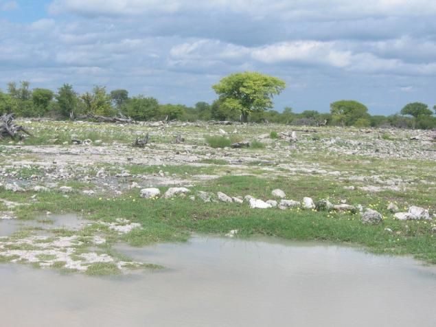 <b>Wasserloch im Etosha Nat. Park</b>